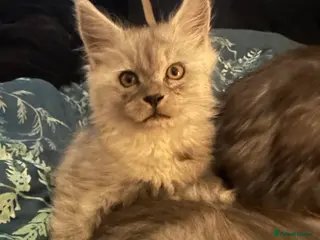 Maine Coon cats Purebred Maine Coon Stunning Kittens - Advert 16