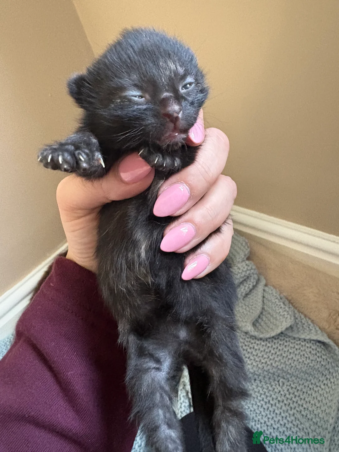 Mixed Breed cats for sale: 3 beautiful kittens  - Advert 2