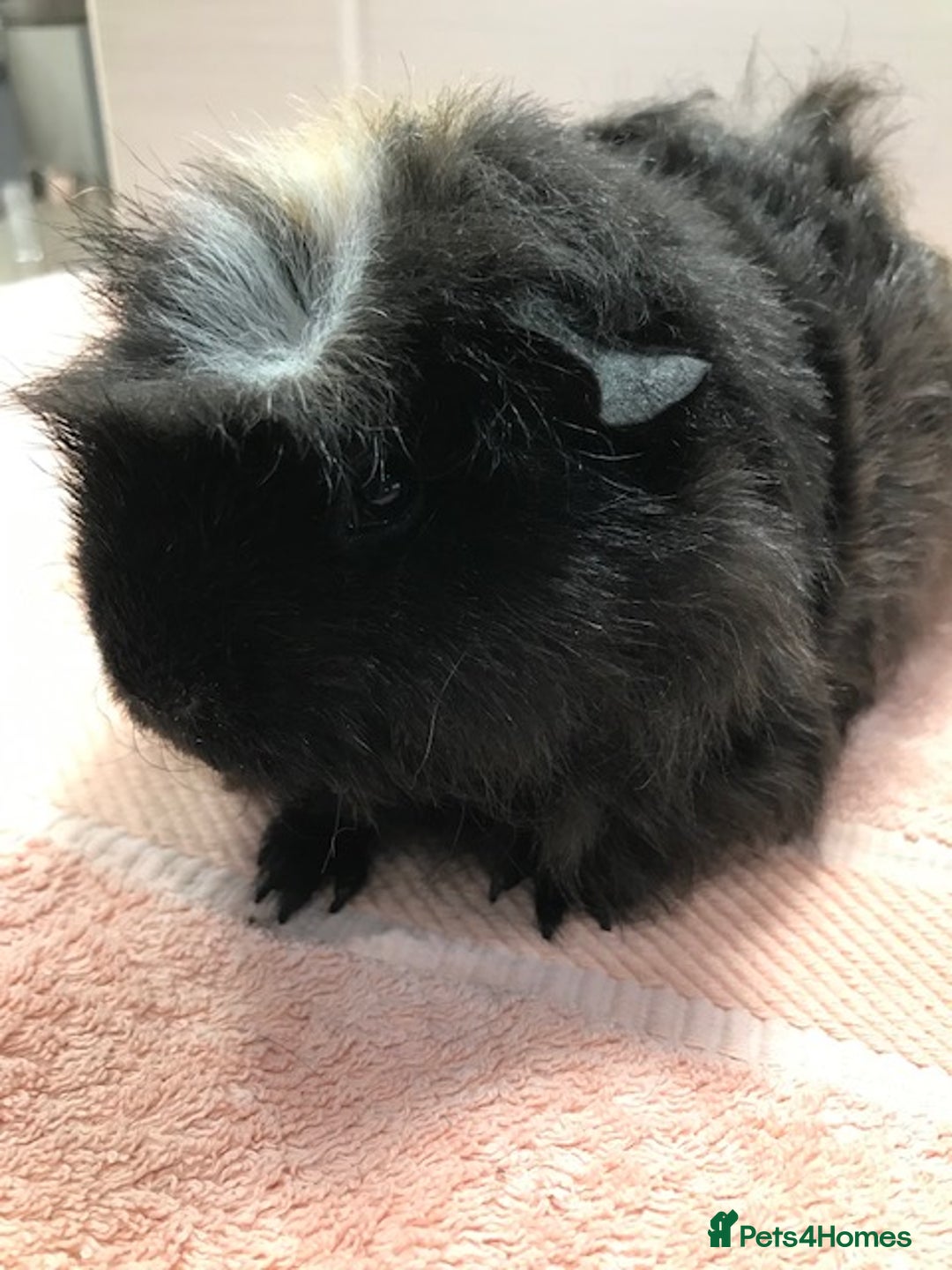 Guinea Pig rodents for sale: Beautiful Pigs - Boars, Sows, Pairs and Single - Advert 5