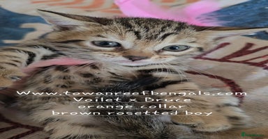 Bengal cats - Advert 10
