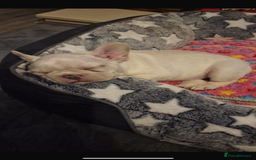 French Bulldog dogs for sale: DWKC registered French bulldog puppies  - Image 8