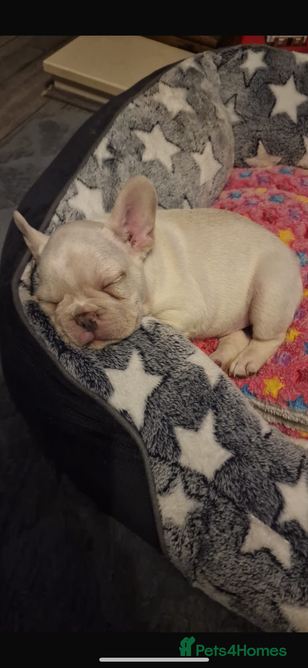French Bulldog dogs for sale: DWKC registered French bulldog puppies  - Image 8