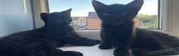 British Shorthair cats for sale: 2 female black cats  - Advert 7