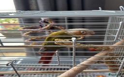 Conures birds for sale: Pineapple Conure - Advert 1