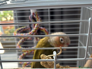 Conures birds Pineapple Conure - Advert 1