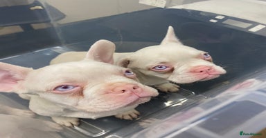 French Bulldog dogs - Advert 5