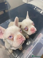 French Bulldog dogs - Advert 5