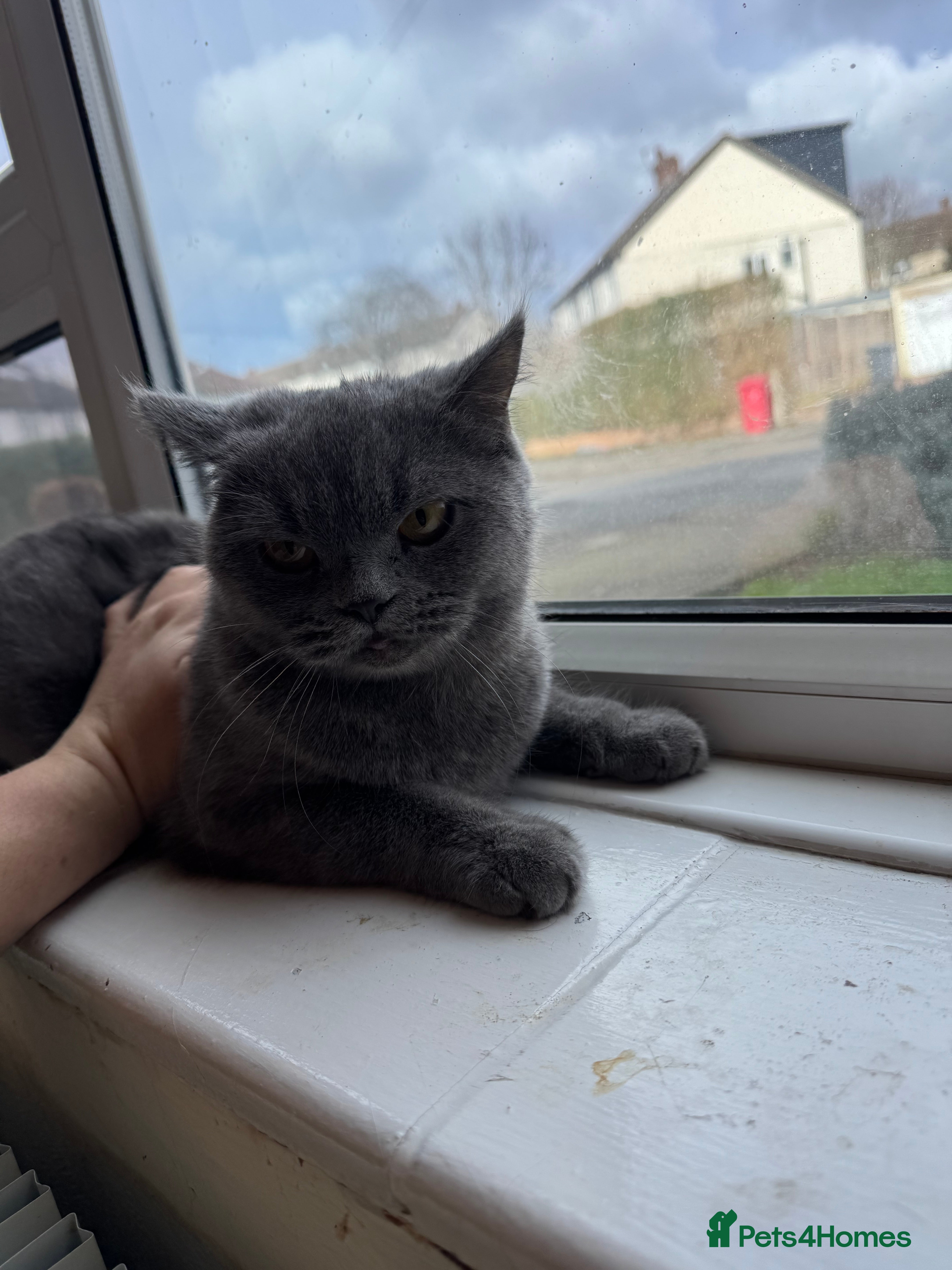 British Shorthair cats Female cat for sale - Advert 1