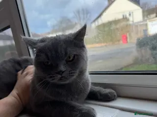 British Shorthair cats Female cat for sale - Advert 1
