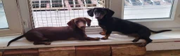 Dachshund dogs for sale: Gorgeous Dachshunds - Advert 5