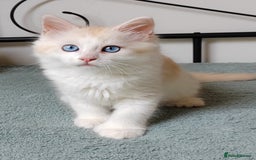 Mixed Breed cats for sale: Kittens with Mittens!! Unique Maine Coon x  - Image 3
