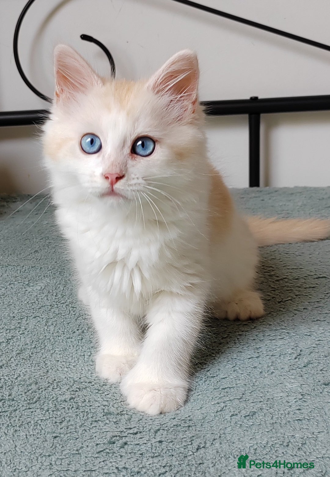 Mixed Breed cats for sale: Kittens with Mittens!! Unique Maine Coon x  - Image 3
