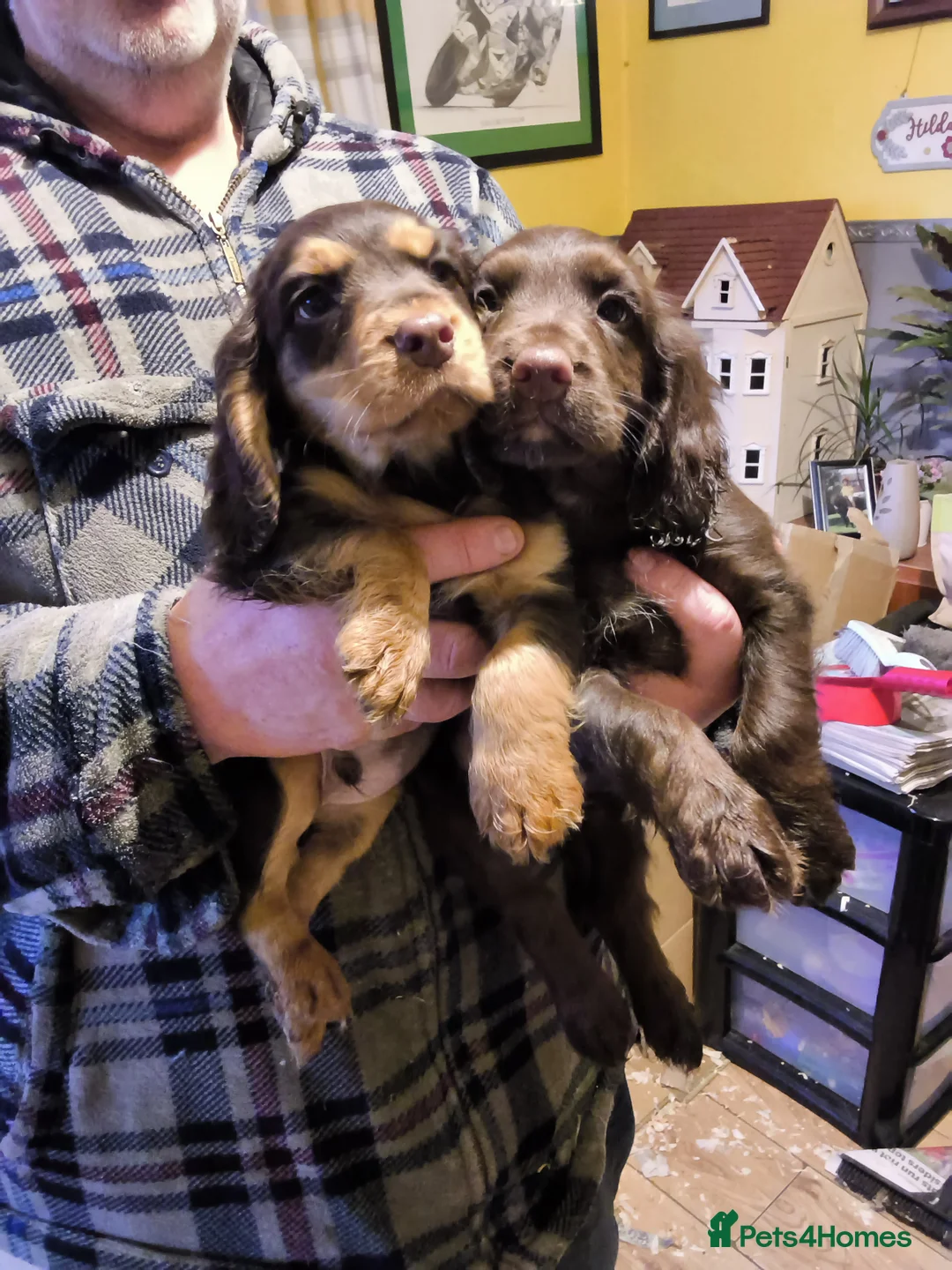 Cocker Spaniel dogs for sale: Cocker spaniel  - Advert 5