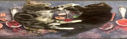 Mixed Breed cats for sale: Beautiful kittens are looking for their new family - Advert 5