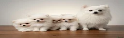 Pomeranian dogs for sale: Amazing Pomeranian  **  Puppy pure White colour in Salford - Advert 12