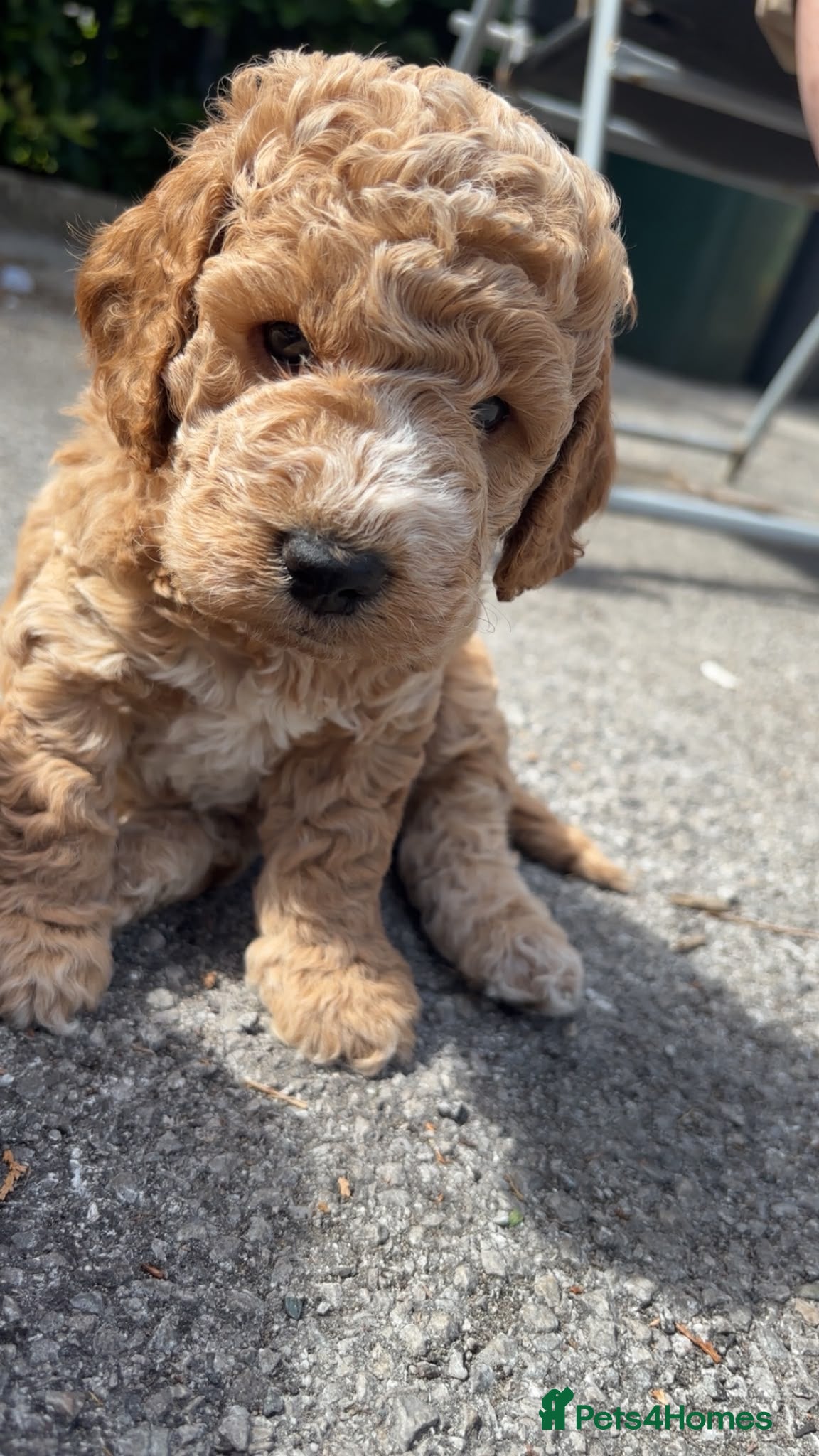 Cockapoo dogs ***BEAUTIFUL F2 COCKAPOOS*** - Advert 2