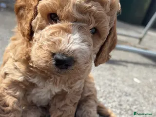 Cockapoo dogs ***BEAUTIFUL F2 COCKAPOOS*** - Advert 2