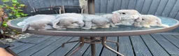 Mini Lop rabbits for sale: ❤️Mini Lop bunny for reserve 🐰  - Advert 6