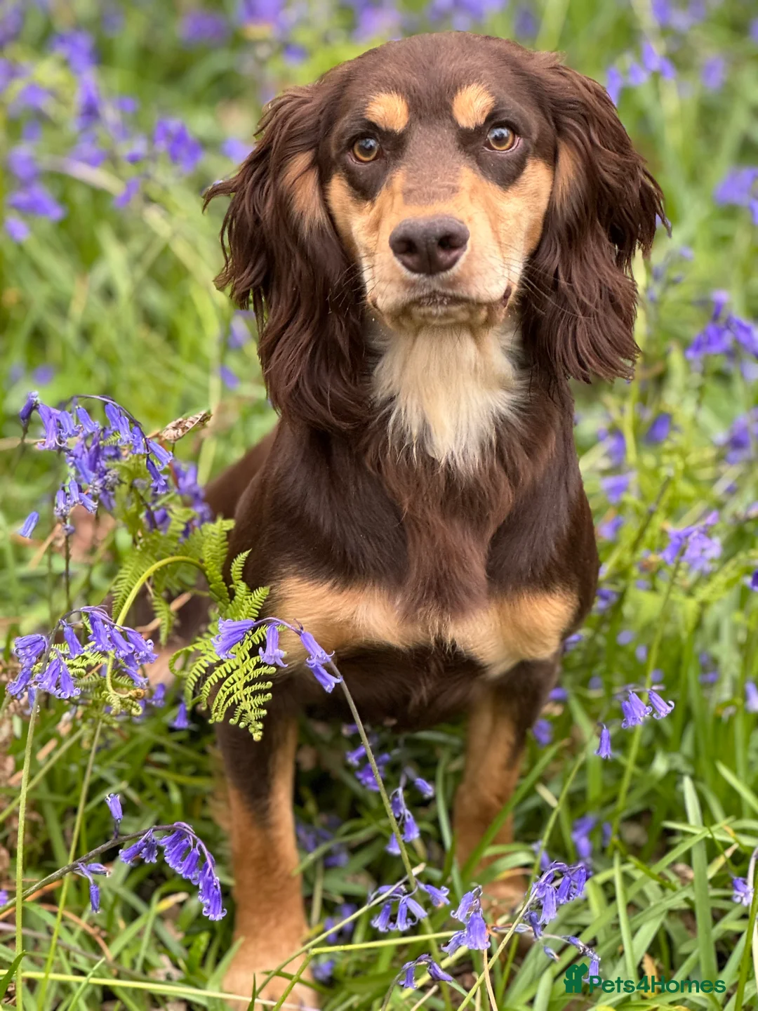 Cocker Spaniel dogs for stud: Outstanding OFTW Red Cocker, FULLY HEALTH TESTED in Bristol - Advert 25