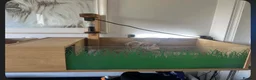 Tortoise reptiles for sale: Horsefield tortoise in Stoke-on-Trent - Advert 4