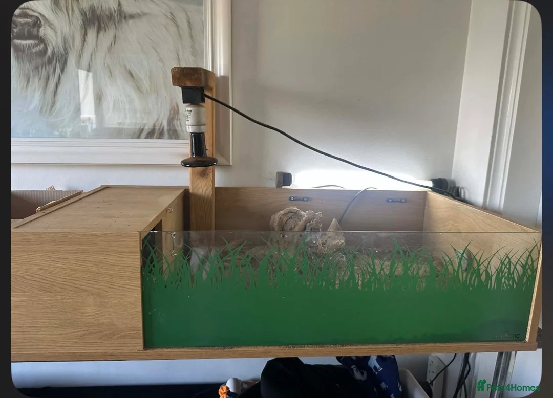 Tortoise reptiles for sale: Horsefield tortoise in Stoke-on-Trent - Advert 4