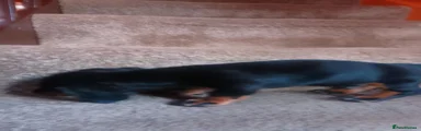 Dachshund 1