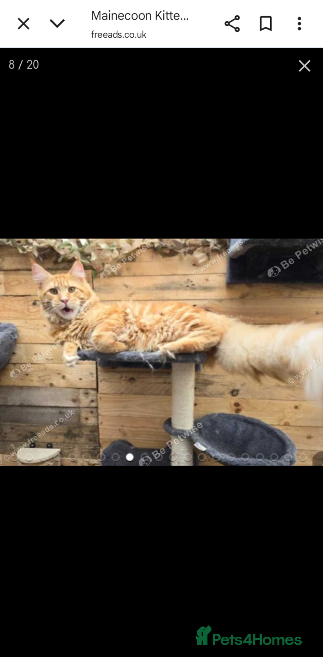 Maine Coon cats for sale: White female mainecoon kitten - Image 8