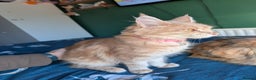 Maine Coon cats for sale: Fawn coloured Maine Coon Kitten  - Advert 2