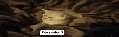 Penut