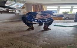 Olde English Bulldogge dogs for stud: Olde English Bulldogge (Black, white and brindle) - Image 32