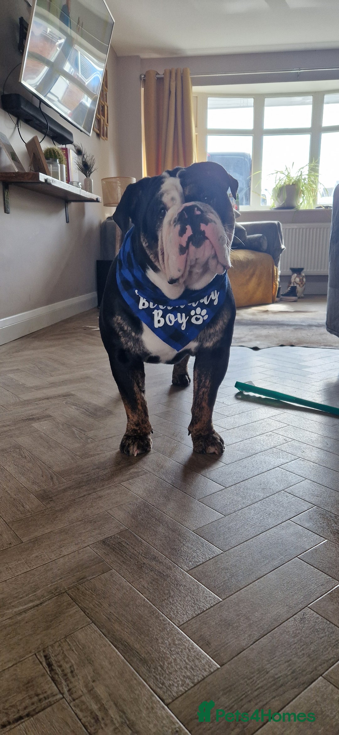 Olde English Bulldogge dogs for stud: Olde English Bulldogge (Black, white and brindle) - Image 32