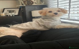 Mixed Breed dogs for sale: Lovely 2 year old Cavapoo - Image 1