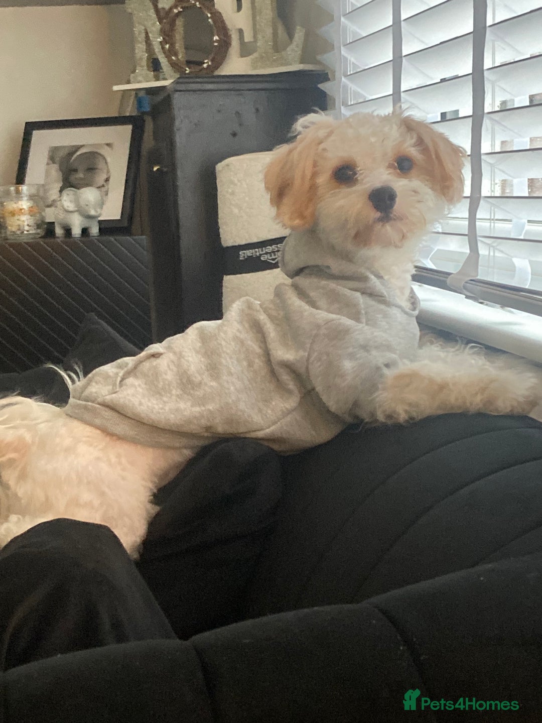 Mixed Breed dogs for sale: Lovely 2 year old Cavapoo - Image 1