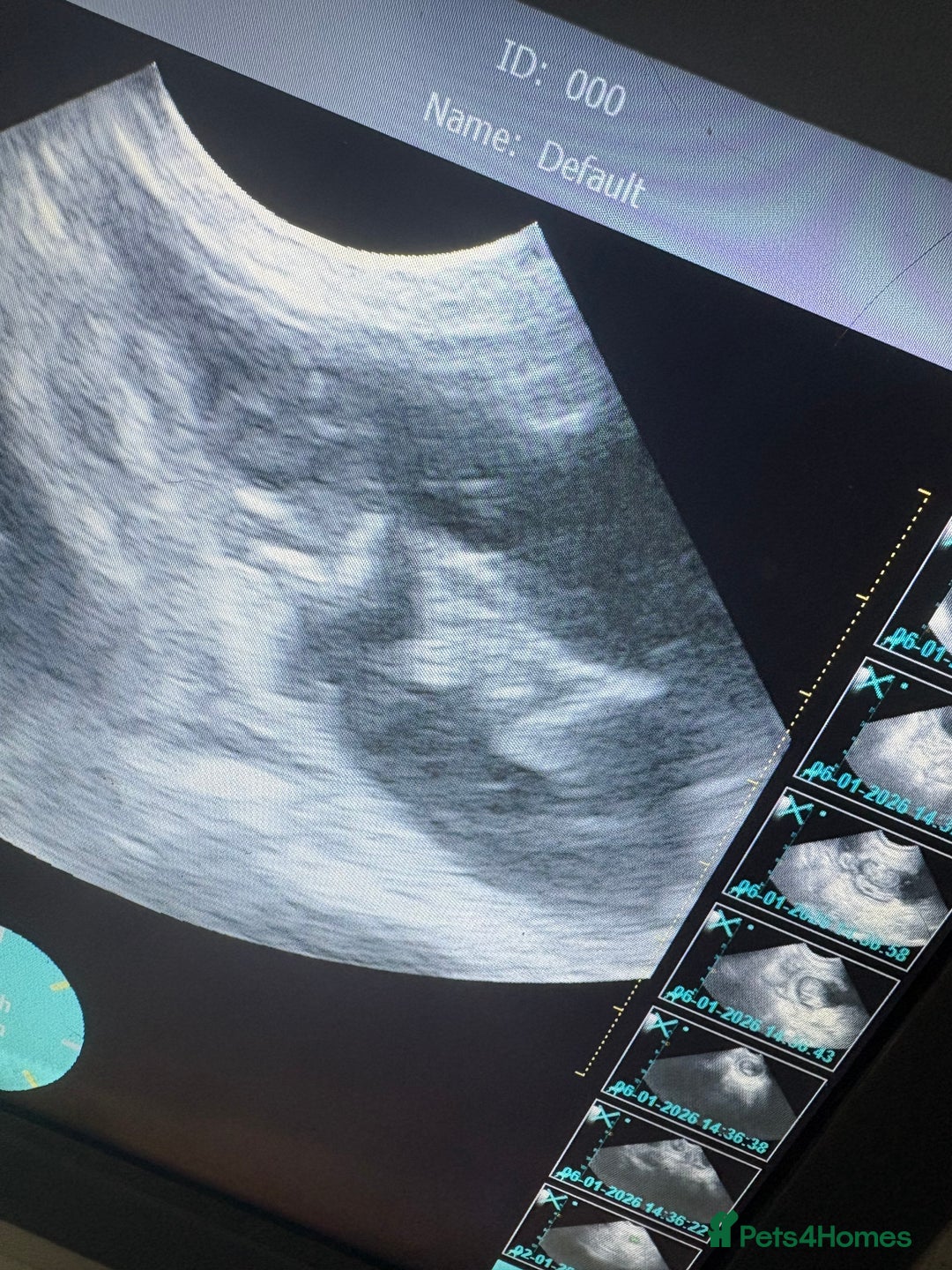 Cocker Spaniel dogs for sale: Puppies due 03/02/26 - Advert 2