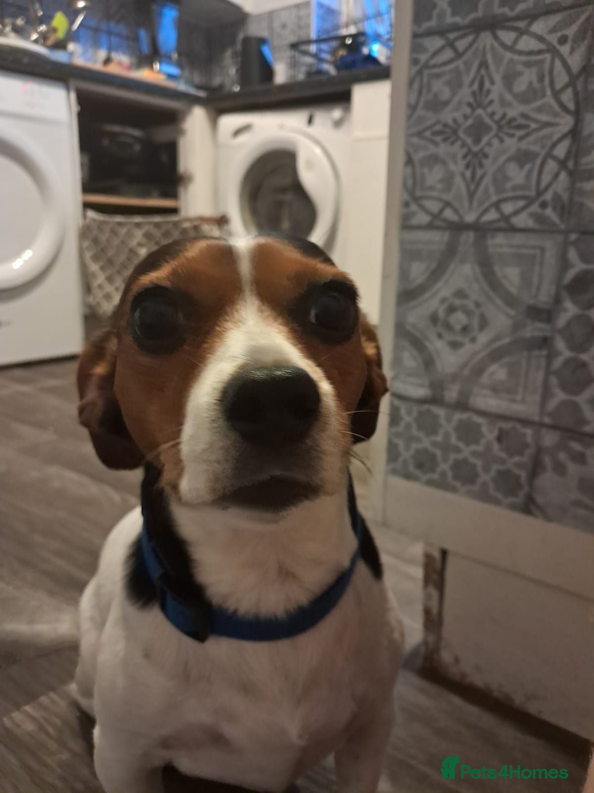 Mixed Breed dogs Lady Daisy age 5 requires a loving home  - Advert 6