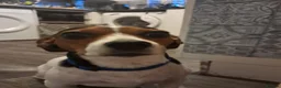 Mixed Breed dogs for sale: Lady Daisy age 5 requires a loving home  - Advert 1