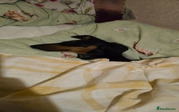 Dachshund dogs for sale: Ziggy 8 month Dachshund  - Image 1