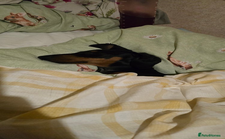 Dachshund dogs - Advert 3