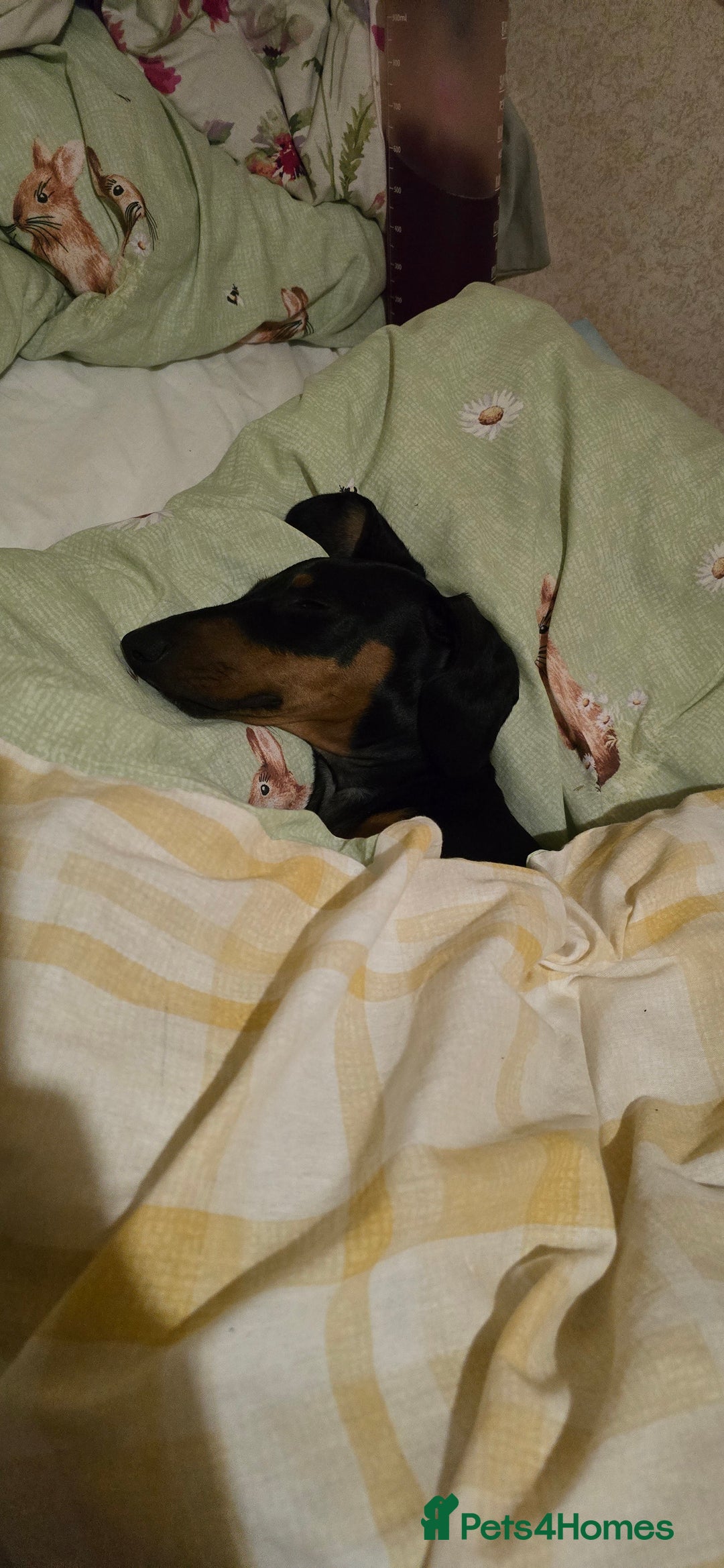 Dachshund dogs for sale: Ziggy 8 month Dachshund  - Image 1