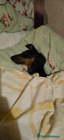 Dachshund dogs - Advert 8