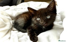 Mixed Breed cats for sale: Beautiful siamese mix kittens - Image 4