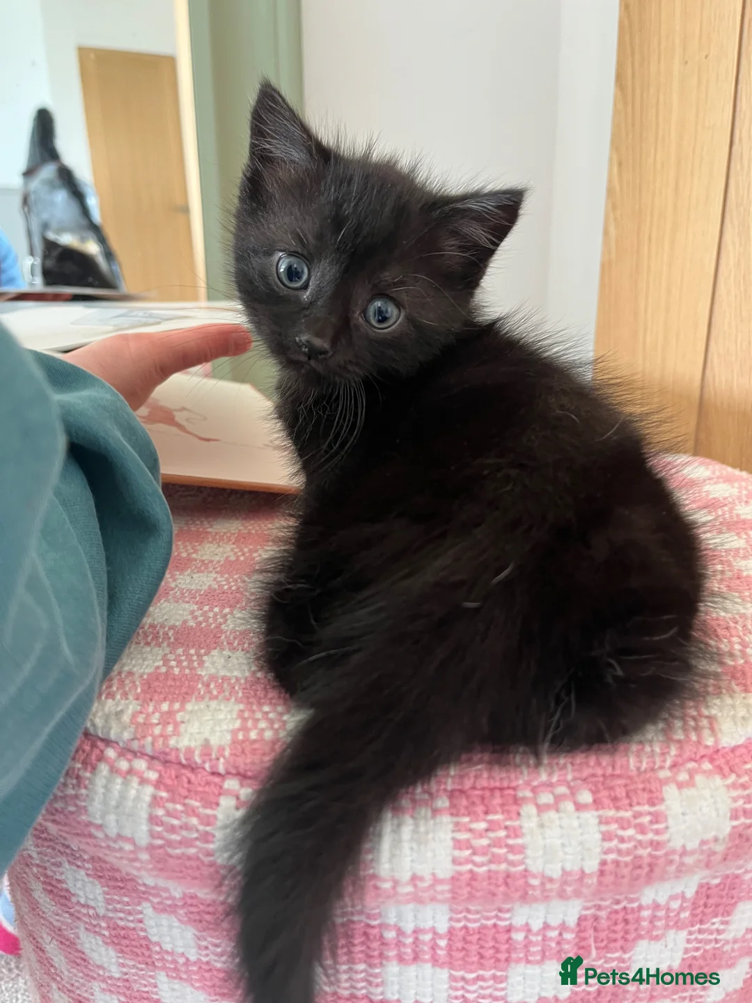 Ragdoll cats for sale: Super affectionate calm well handled ragdoll x boy - Advert 2