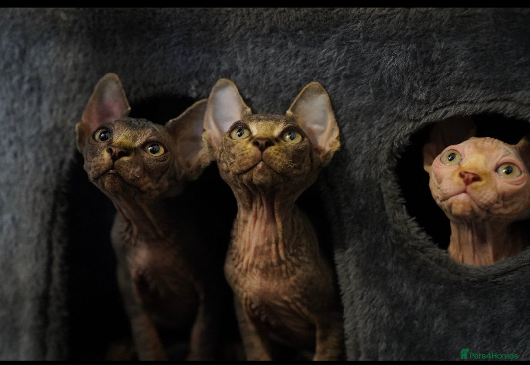 Sphynx cats for sale: Beautiful sphynx kittens - Image 1