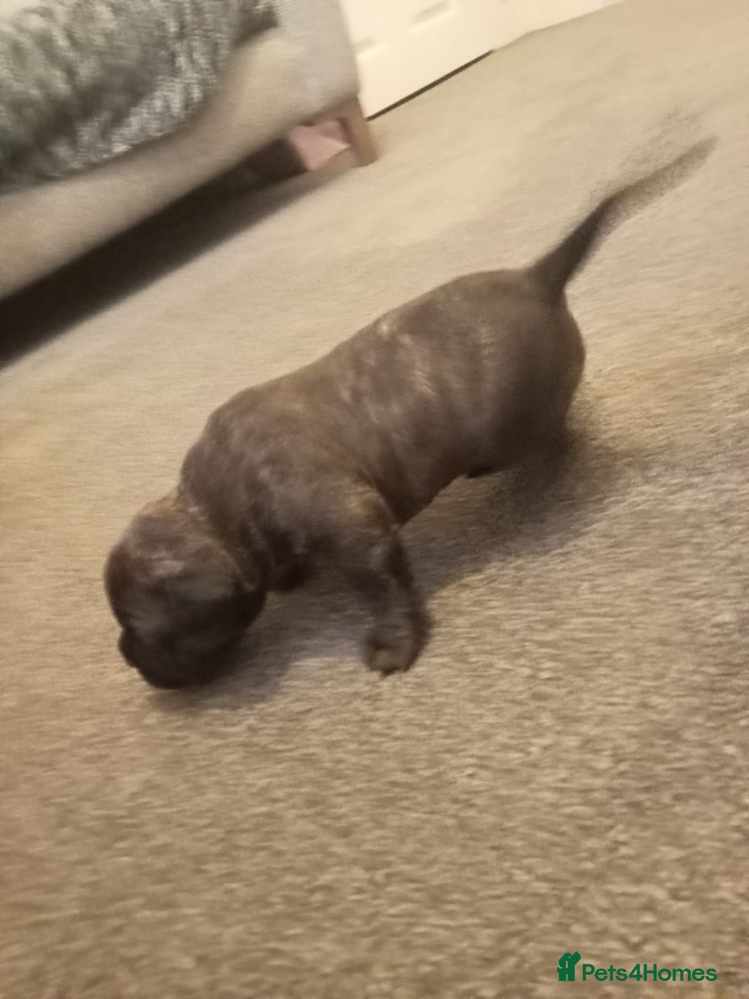 Mixed Breed dogs for sale: American pocket Corso - Image 21