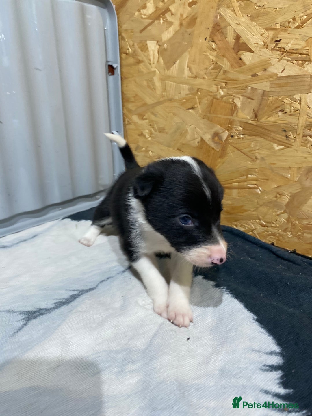 Border Collie dogs for sale: Beautiful border collie pups  - Advert 30