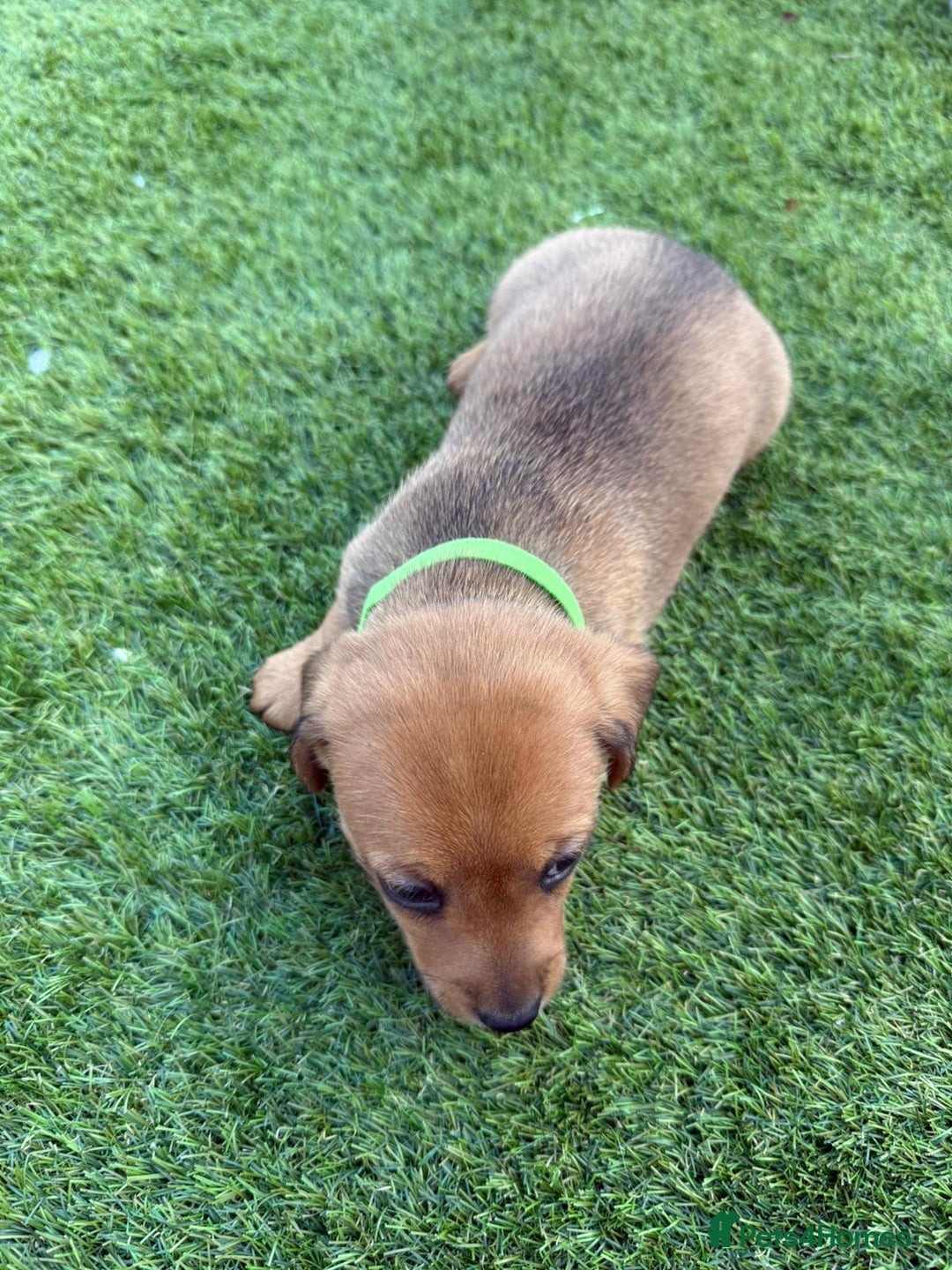 Mixed Breed dogs for sale: 7 beautiful jackshund puppies for sale - Image 11