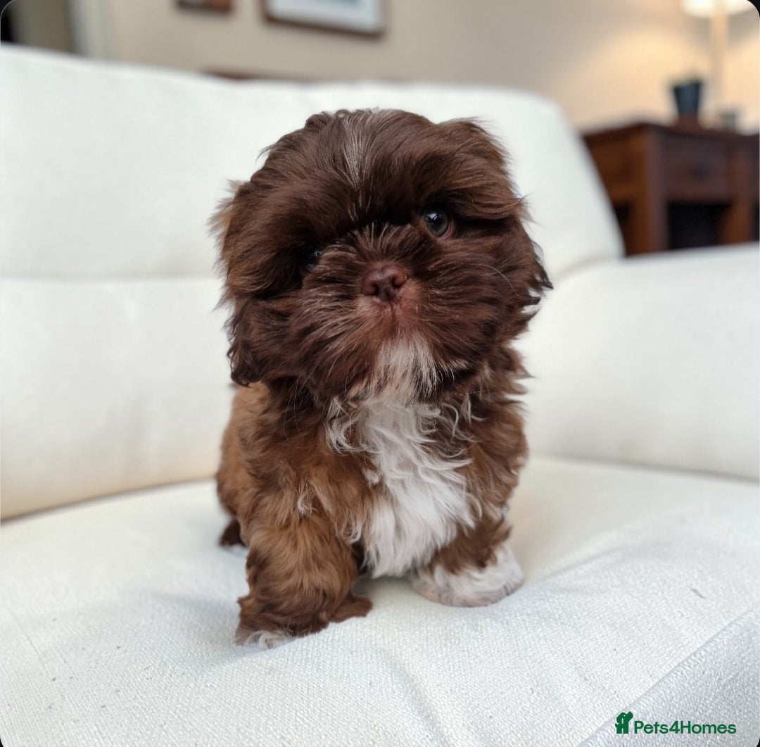 Shih Tzu dogs Reduced Last Shih Tzu Boy Ready Now - Advert 6