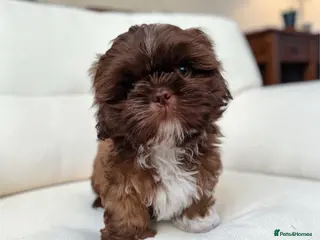 Shih Tzu dogs Reduced Last Shih Tzu Boy Ready Now - Advert 6