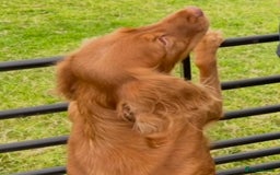 Cocker Spaniel dogs for sale: KC registered health tested adult bitch  - Image 3