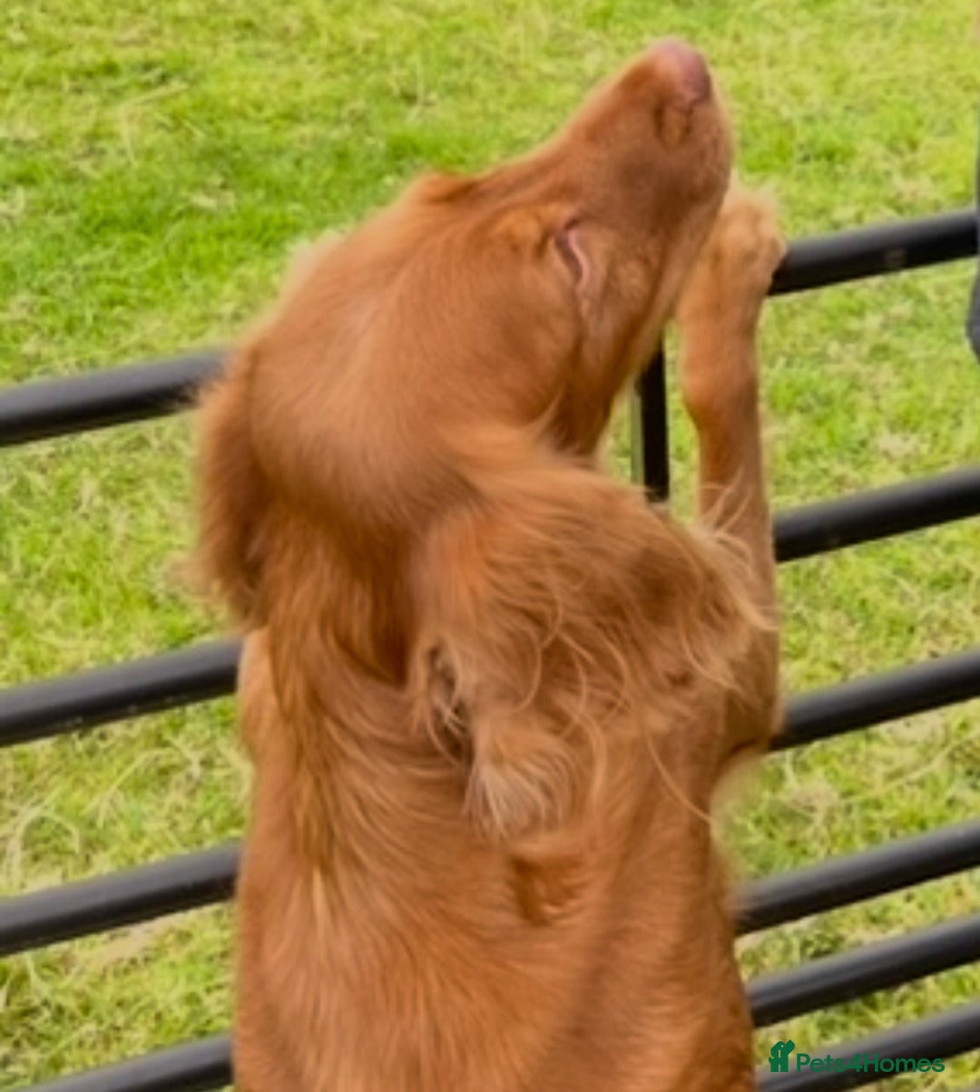 Cocker Spaniel dogs for sale: KC registered health tested adult bitch  - Image 3